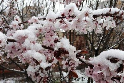 احتمال خسارت به گلخانه ها و شكستن شاخه های درختان