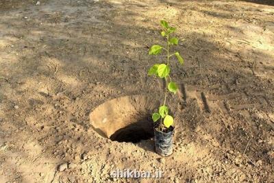 کاشت درخت به نیت هر شهید در بهشت زهرا (س)