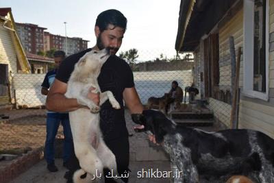 از سرگیری طرح سیار عقیم سازی سگ ها در تهران
