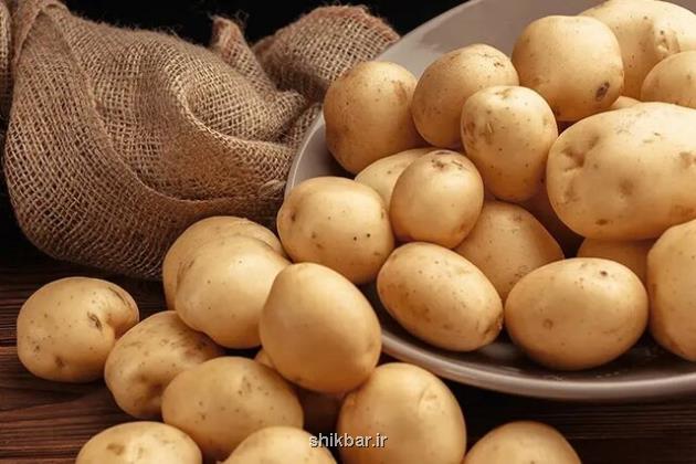 قیمت سیب زمینی به یک سال قبل برنمی گردد