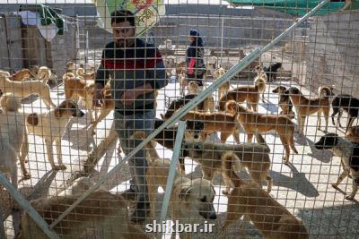 تاكید بر ابلاغ دستورالعمل نظارت بر ساماندهی سگ های بدون صاحب